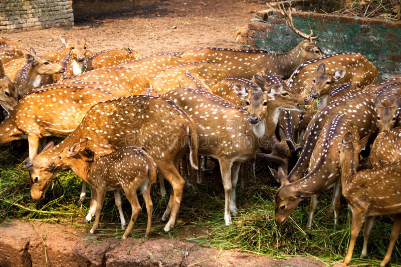 group of deer is eating green grass and looking around.These are chital / cheetal deers from india royalty free stock photo group of deer is eating green grass and looking around.These are chital / cheetal deers from india royalty free stock photo