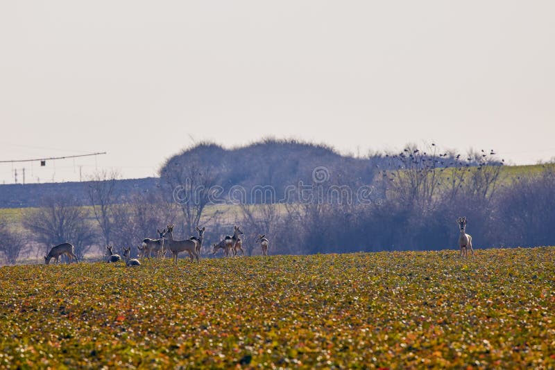 Group of Roe Deer in Nature Stock Image Image of stag, outdoors 260583883