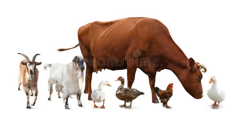 Group of Different Farm Animals on White Background. Banner Design Stock  Photo - Image of countryside, feather: 218783672