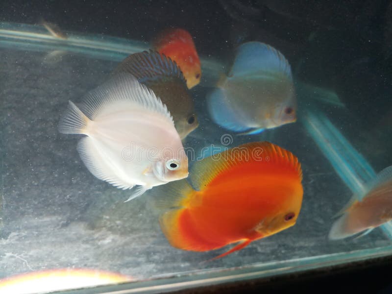 Group of Discus Fishes in Aquarium in India Stock Image - Image of