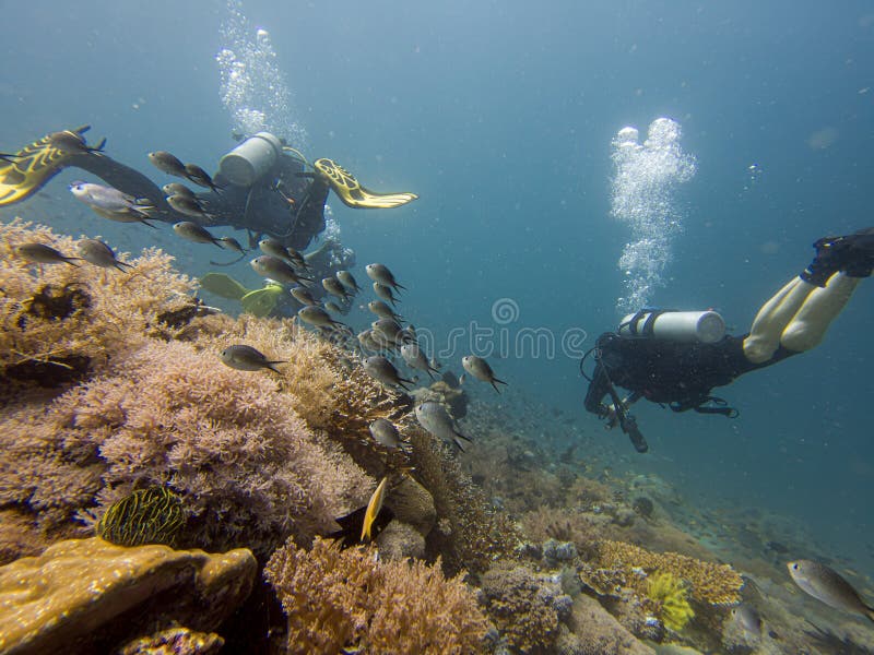 A group of divers blowing air bubbles swim past beautiful corals underwater royalty free stock image