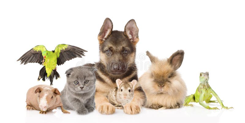 137,477 Animals Group Stock Photos - Free & Royalty-Free Stock Photos from Dreamstime 137,477 Animals Group Stock Photos - Free & Royalty-Free Stock Photos from Dreamstime