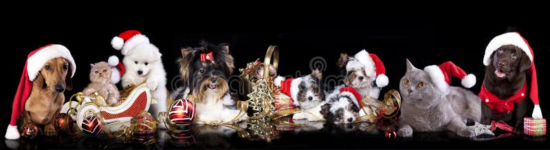 Group dog and cat and kitens wearing a santa hat