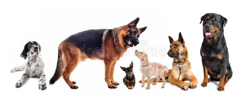 Group of dogs