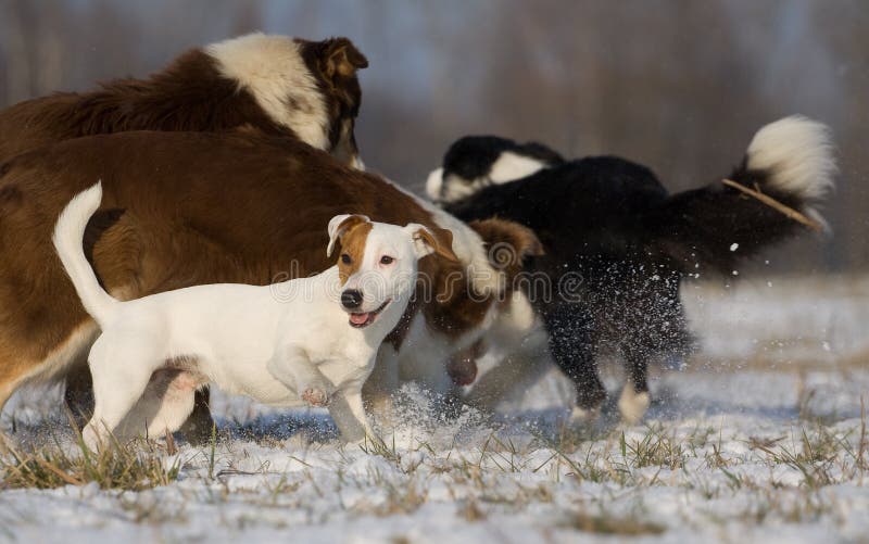 Group of dogs stock image. Image of game, entertainment 25152887
