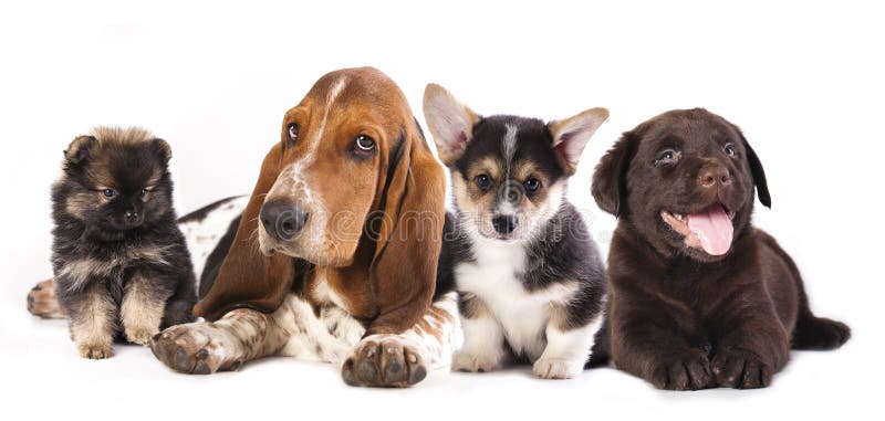 Basset Hound and corgi, labrador, dog, pomeranian puppies. Basset Hound and corgi, labrador, dog, pomeranian puppies