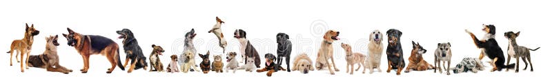 Group of dogs and cats