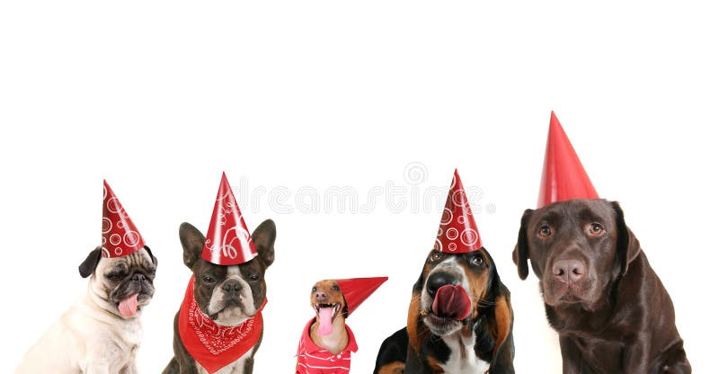 dogs in party hats
