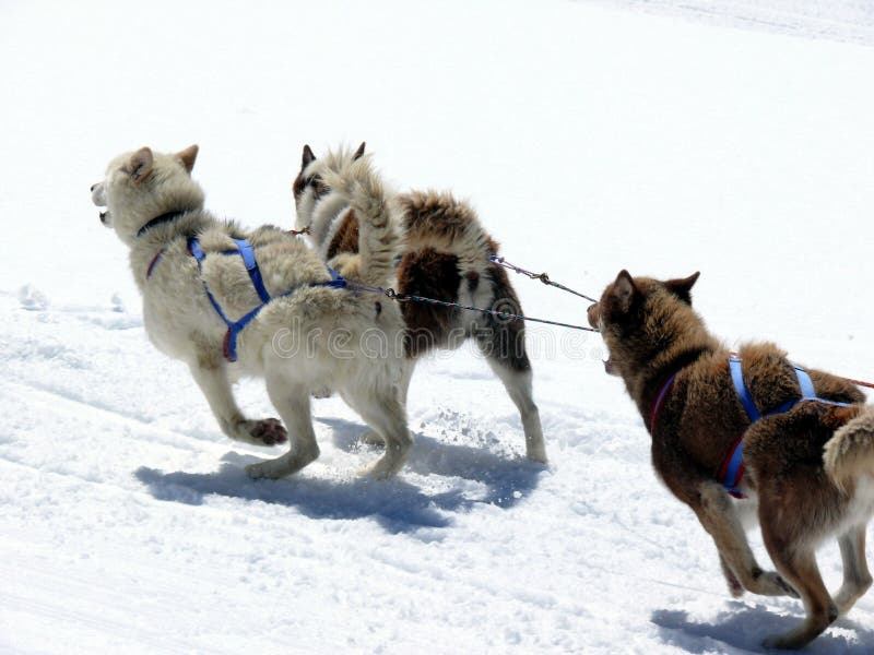 Sled dogs in the snow stock image. Image of snowy, animals 145788703