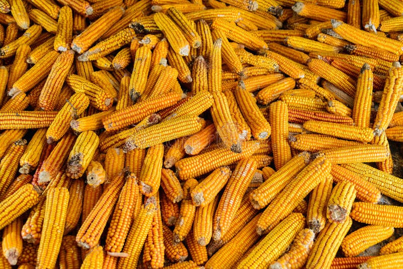 Group of Dried Corn stock image. Image of food, harvest 89379671