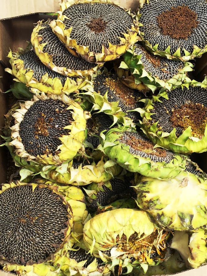 Group of dried sunflowers stock photo. Image of freshness 148246134