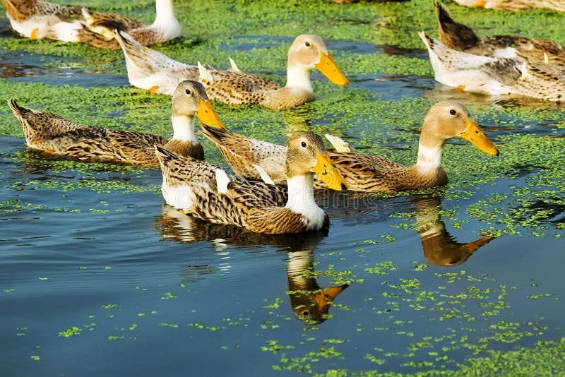 A group of duck