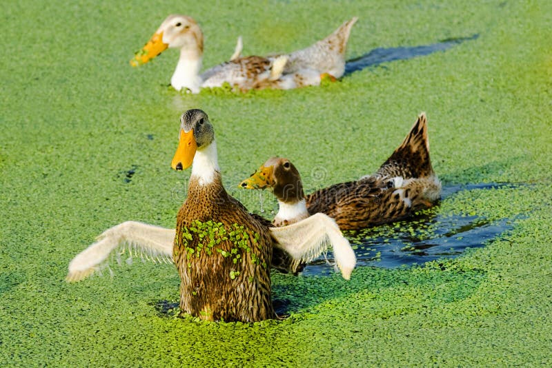 A group of duck