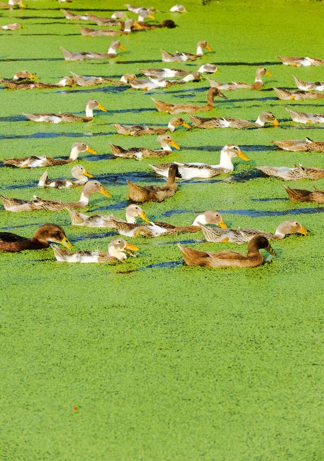 A group of duck