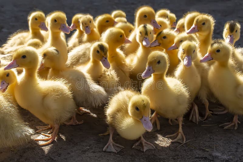A Group of Ducklings. Growing Poultry at Home Stock Photo Image of