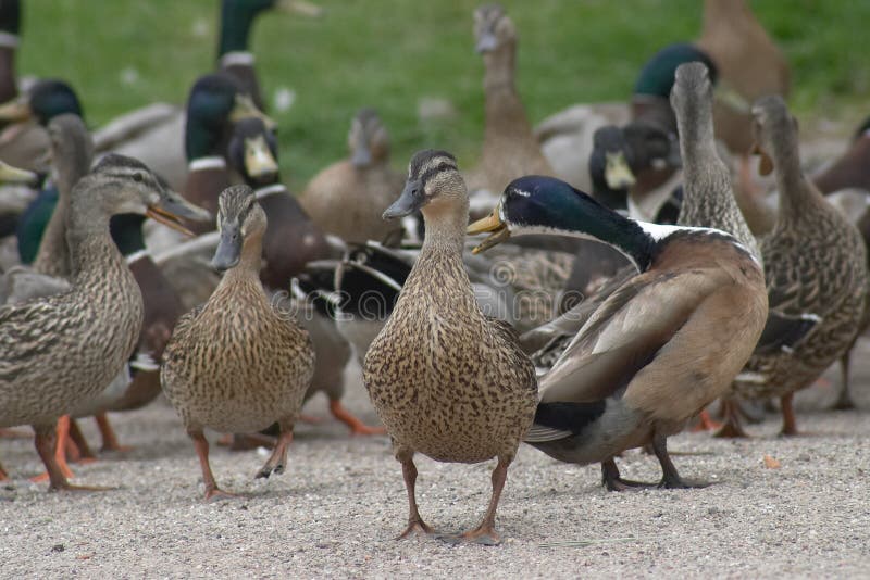 Group of ducks