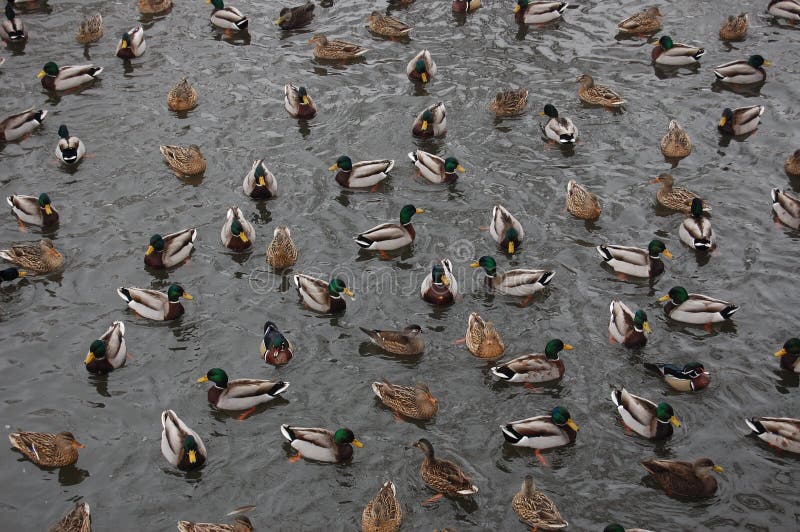 A group of ducks