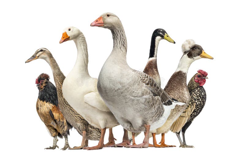 Group of Ducks, Geese and Chickens, isolated