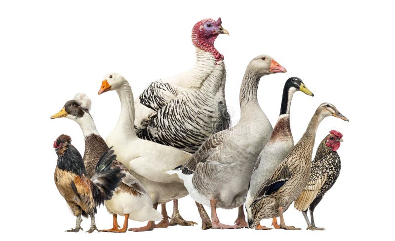 Group of Ducks, Geese and Chickens, isolated