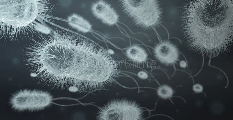 E. coli bacteria cells vector illustration