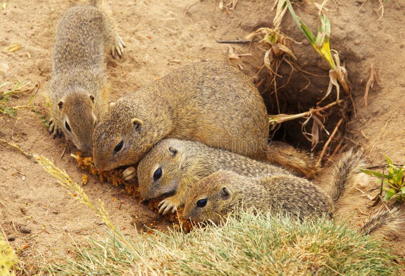 Group of Red Squirrels Eat Sunflower Seeds on the Stump Stock Photo