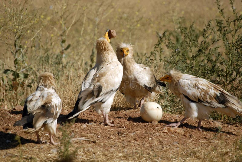 A group of Egyptian vultures break an egg with stones. Tree kingfisher stock images, royalty-free photos and pictures