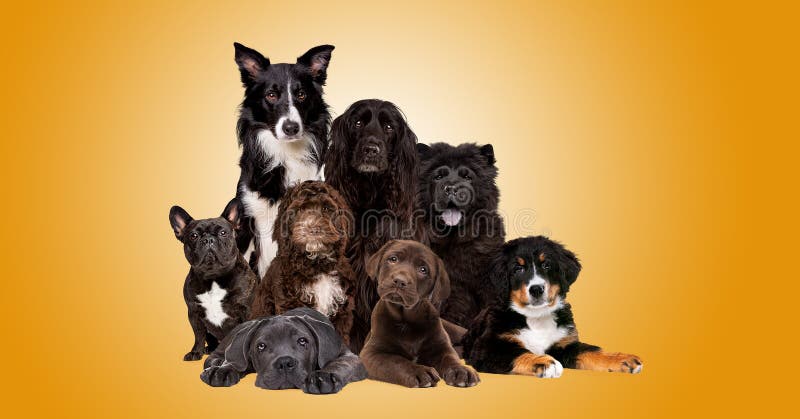 Group of eight dogs looking at camera royalty free stock photos