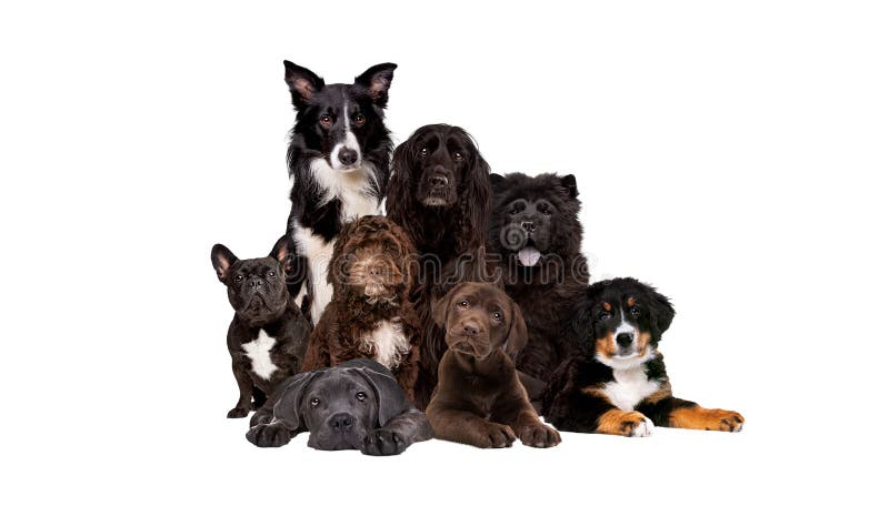 Group of eight dogs looking at camera royalty free stock image