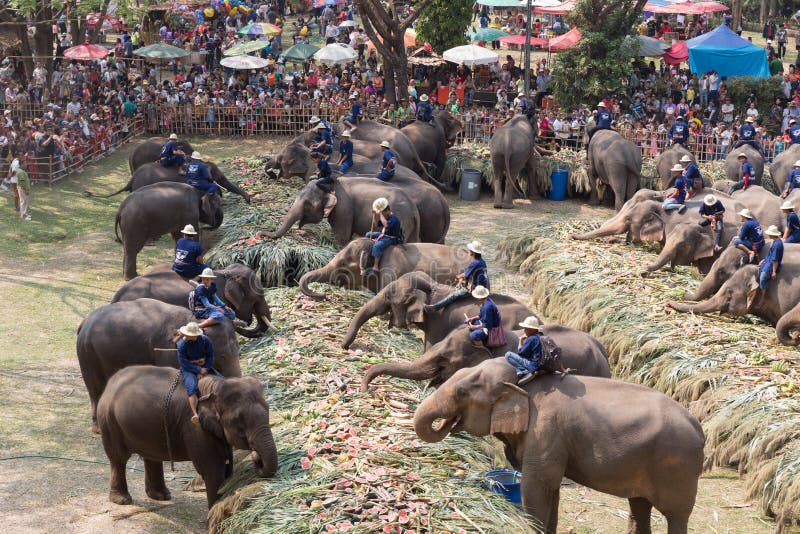 Group of elephant eating fruit