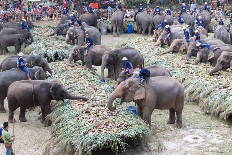 Group of elephant eating fruit