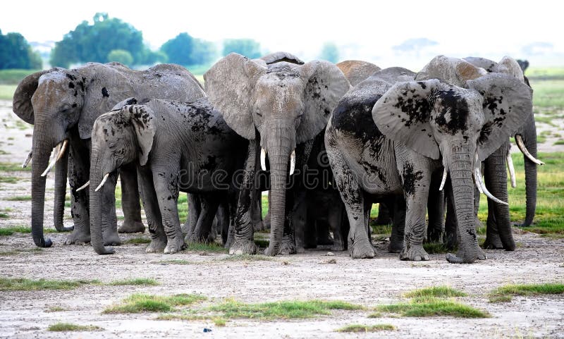 Group elephants in African savannah. Safari Kenya