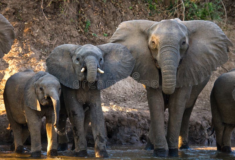 Skupina z slony stojace najbližšie voda.