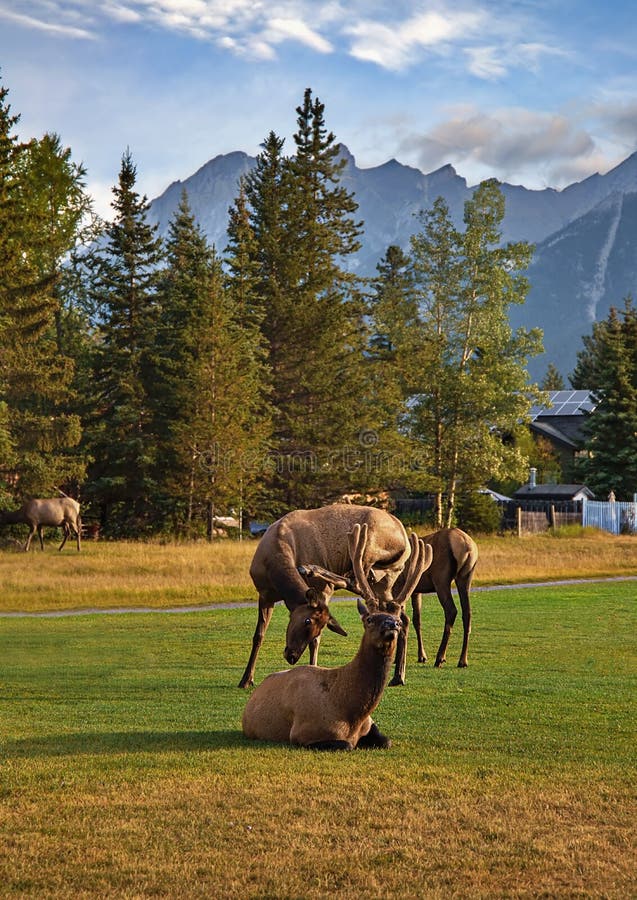 Elk In A Canmore Park