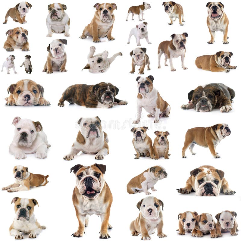 Group of english bulldogs stock photo