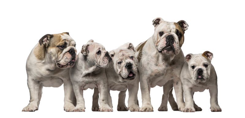 Group of English Bulldogs royalty free stock image