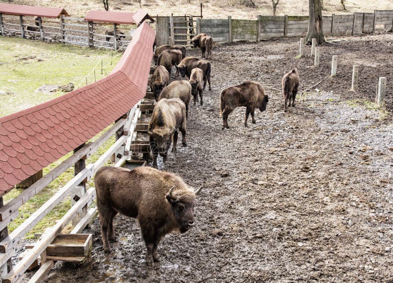 Group of European bison in the fenced paddock, animal scene stock photo