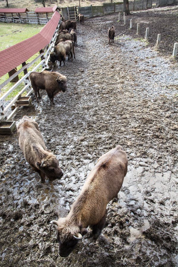 Group of European bison in the fenced paddock royalty free stock photos