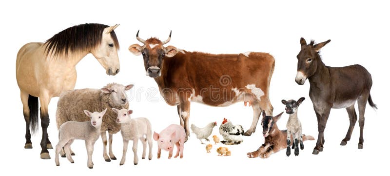 Il gruppo di animali da fattoria, una mucca, una pecora, di cavallo, di asino, di pollo, di agnello, di pecora, di capra, di maiale, di fronte a uno sfondo bianco.
