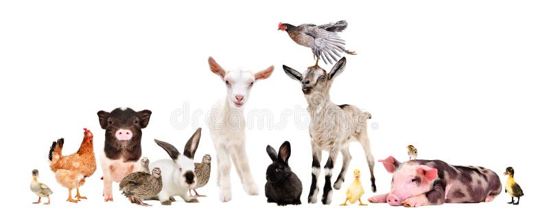 137,499 Animals Group Stock Photos - Free & Royalty-Free Stock Photos from  Dreamstime
