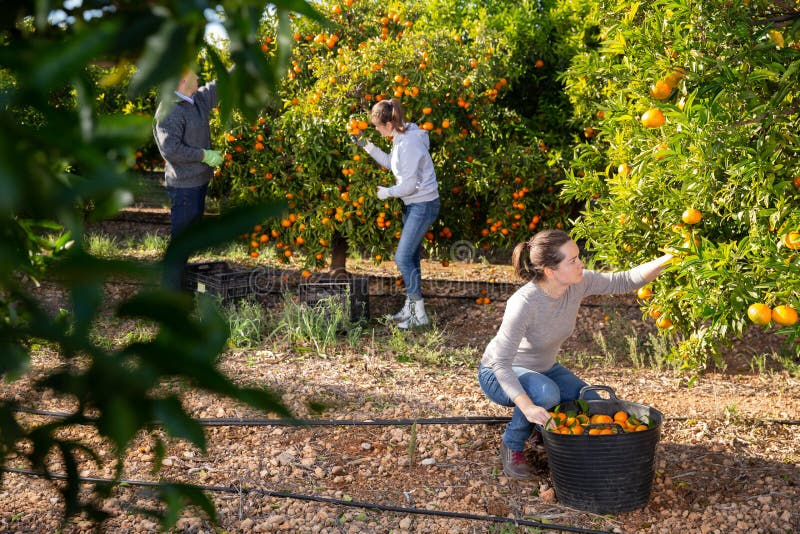 Group Farmers Picking Carefully Ripe Mandarins on Plantation Stock ...