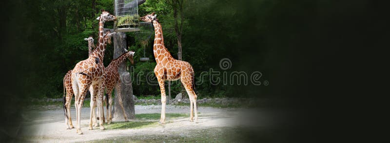 Feeding giraffes stock photo. Image of feeder, mammal - 163835098