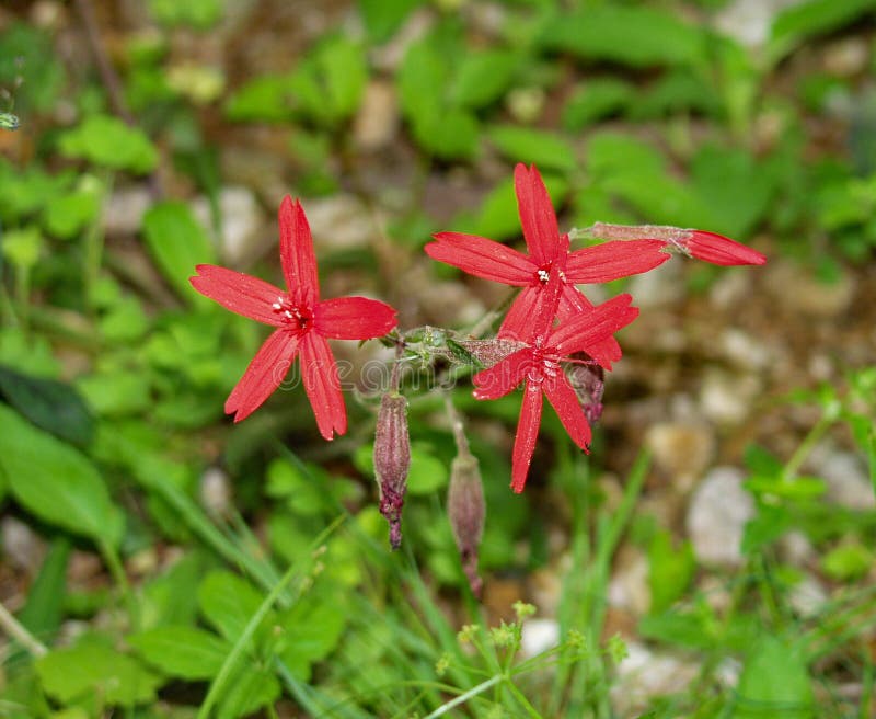 Gruop Fire Pink Wildflowers – Silene virginica