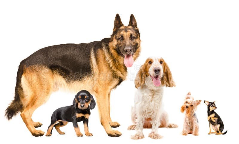 A group of five cute dogs of different breeds together royalty free stock photos A group of five cute dogs of different breeds together royalty free stock photos