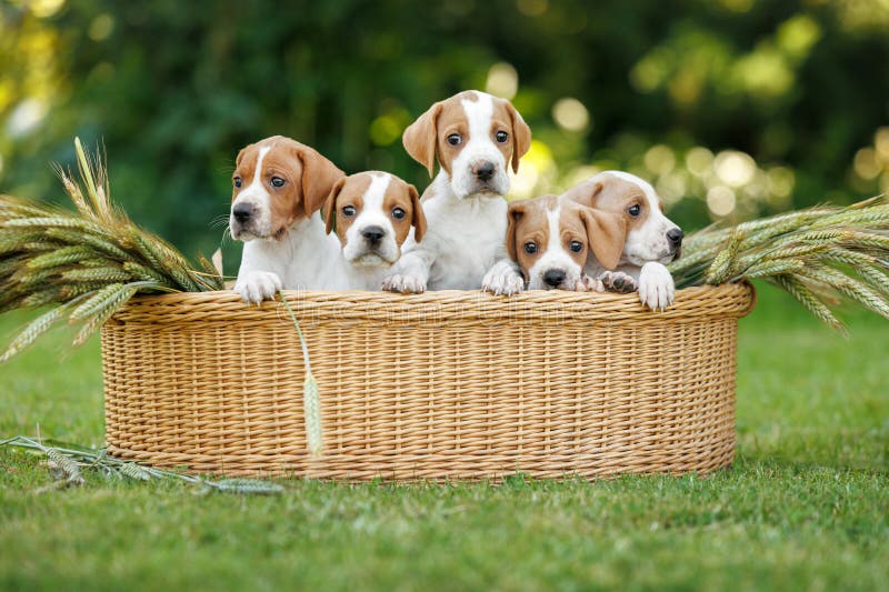 A group of five english pointer puppies posing in a basket outdoors royalty free stock photography