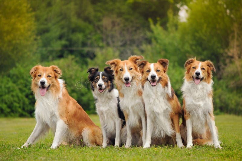 Group of five happy dogs border collie royalty free stock images