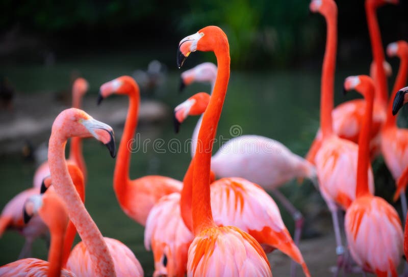 A group of flamingoes. Pink flamingos against green background. Phoenicopterus roseus, flamingo family.