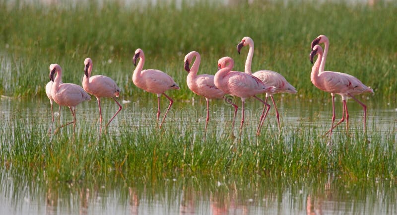 Group flamingos on the lake. Kenya. Africa. Nakuru National Park. Lake Bogoria National Reserve.