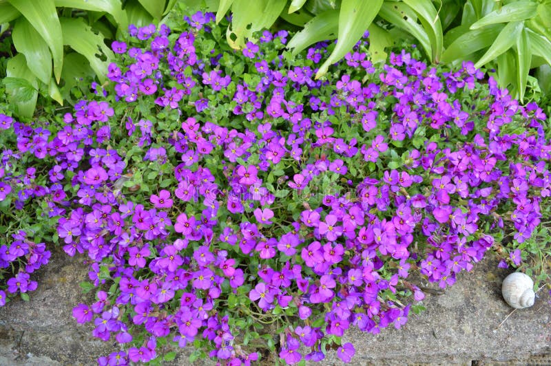 Group of flowers stock photo. Image of rainy, group, beautiful 54327796