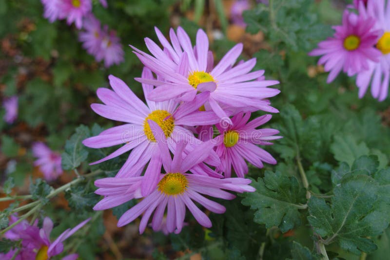 Group of Flowers of Single Pink Daisylike Chrysanthemums in Mid