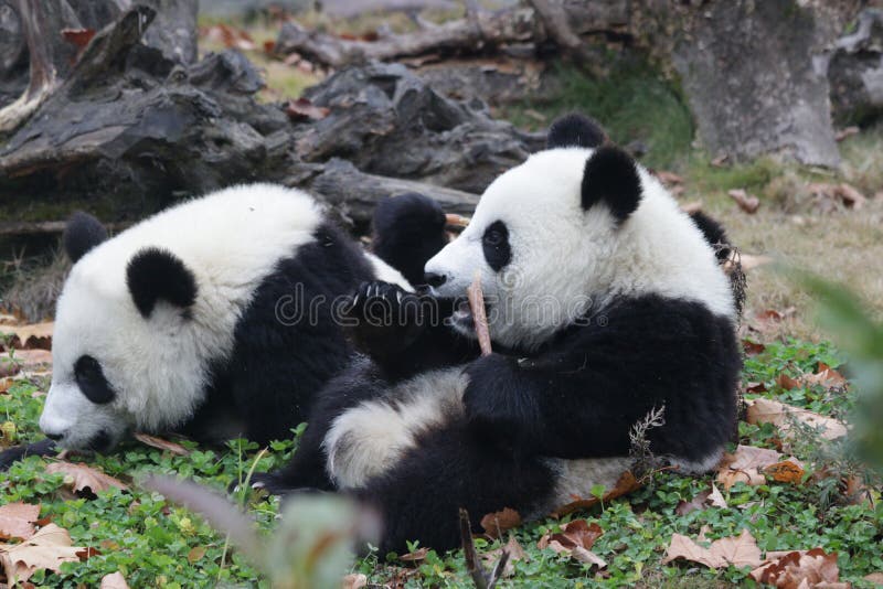 Little Baby Panda Cubs In Wolong Panda Breeding Center China Stock